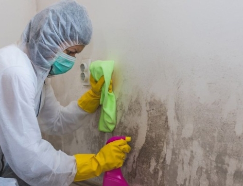 Why DIY Mold Removal in Goldsboro, NC, Can Be Risky