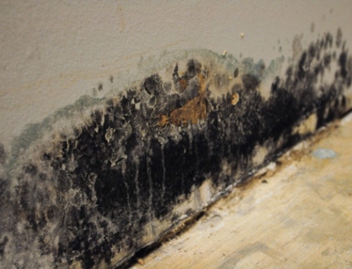 How to Prepare Your Home for Mold Removal in Goldsboro, NC