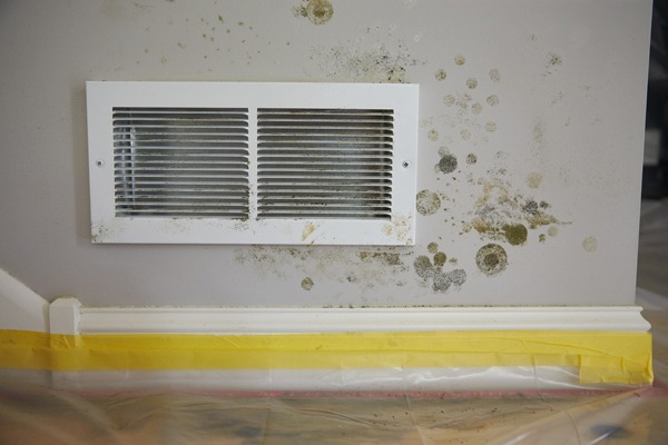 Mold Removal in Goldsboro NC
